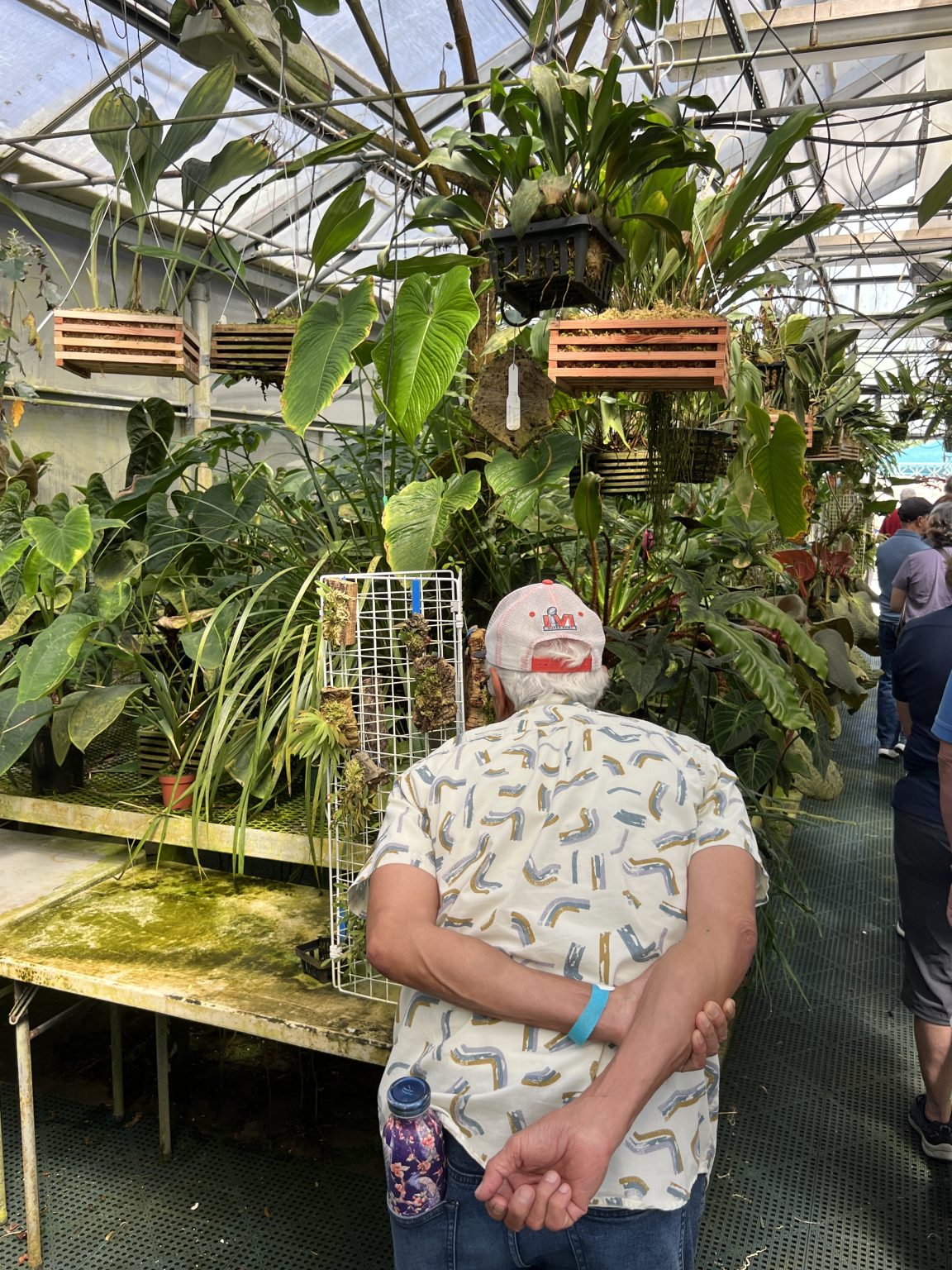 A member admiring hanging ferns and staghorns in a greenhouse