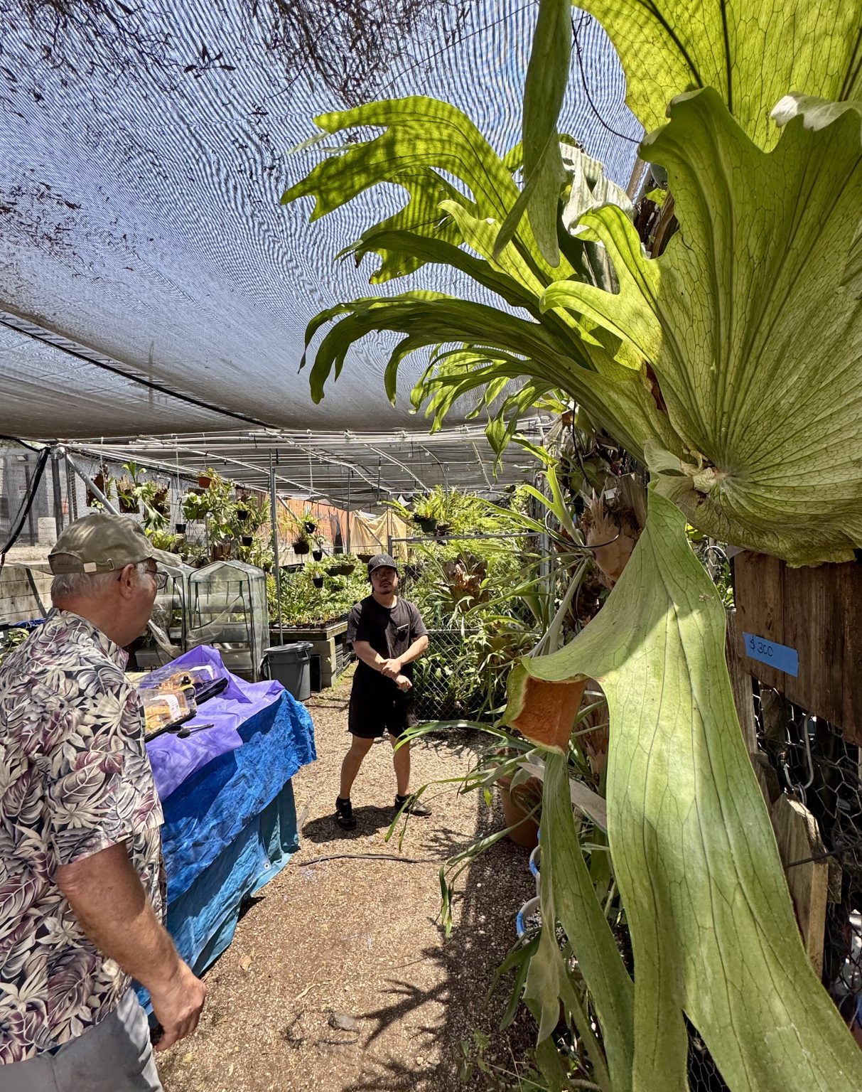 A giant staghorn fern in a greenhouse