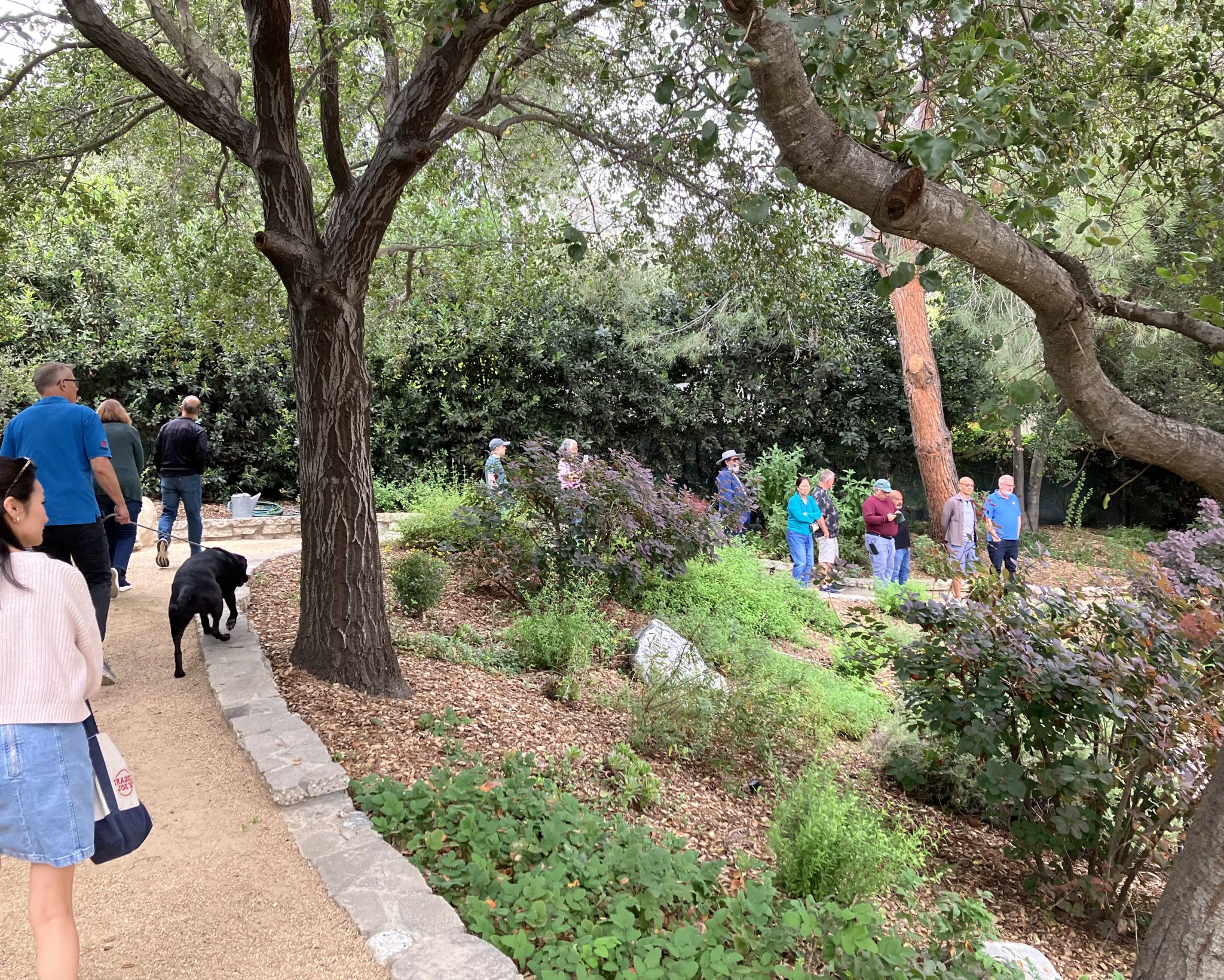 A member garden tour under the oaks