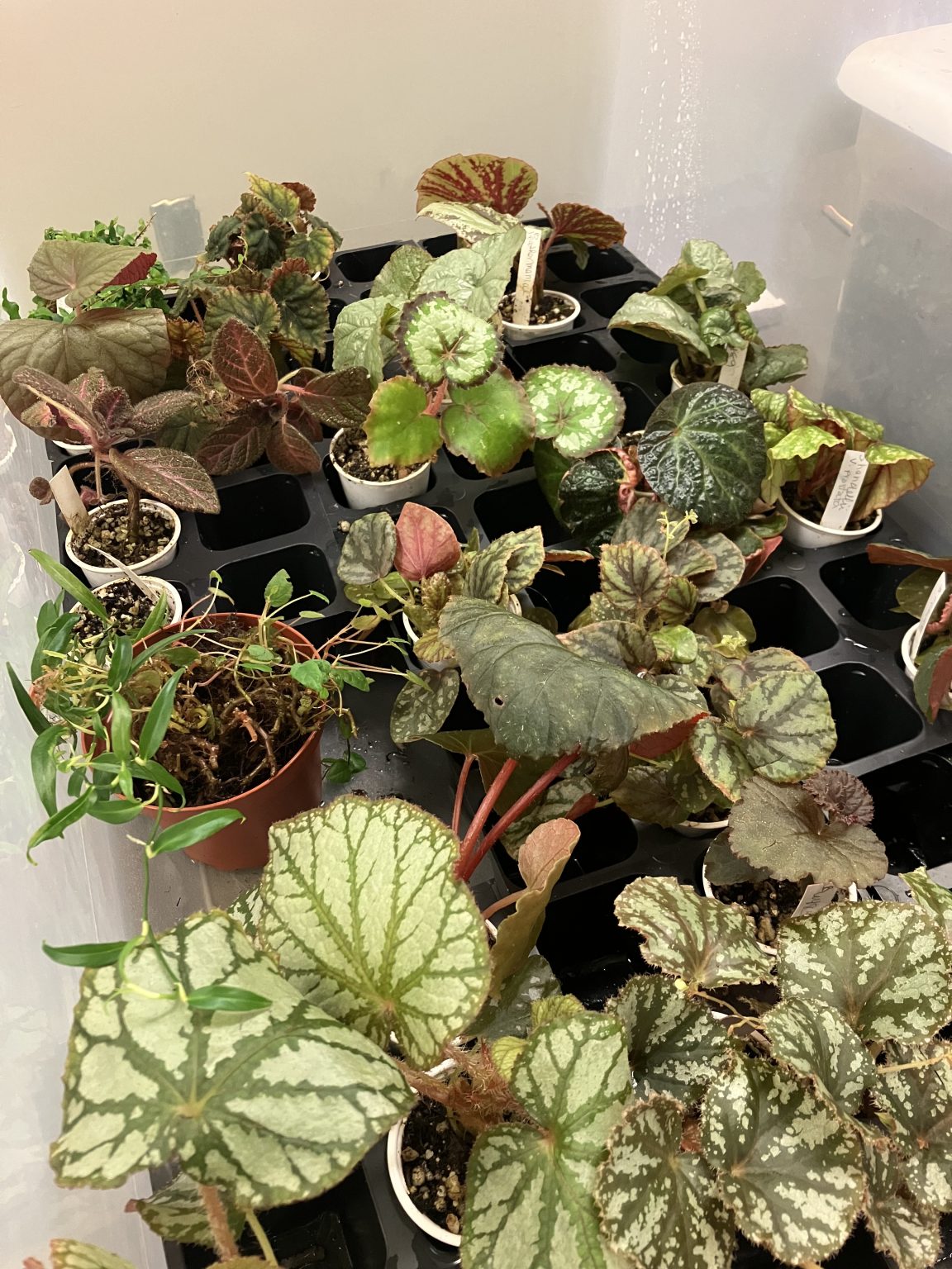 Rare and unusual plants