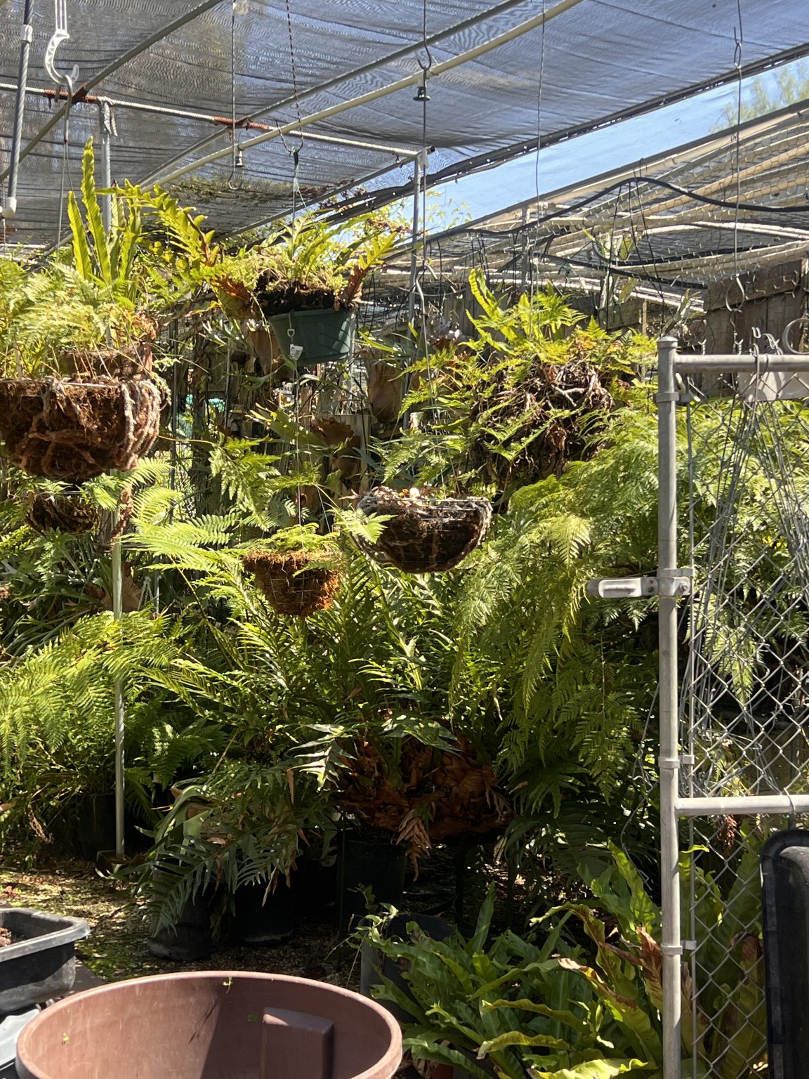 Lush ferns and hanging baskets in the LAIFS grow area